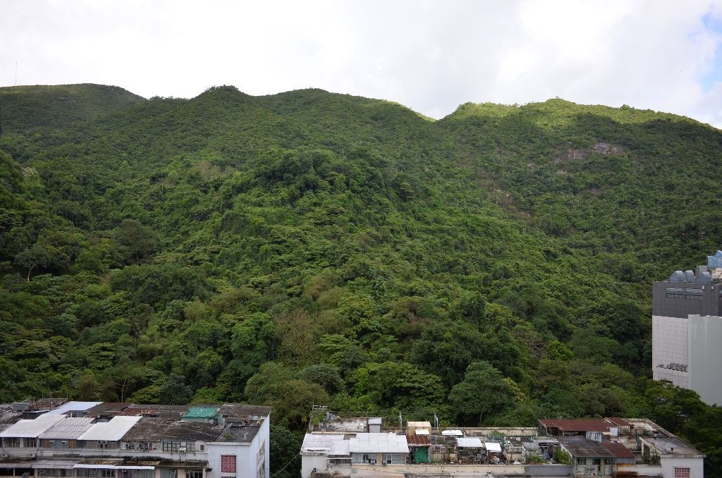 溫暖居室:享翠綠山景及熣爛夜景 - 太古/西灣河 - 住宅 (整間出租) - Homates 香港