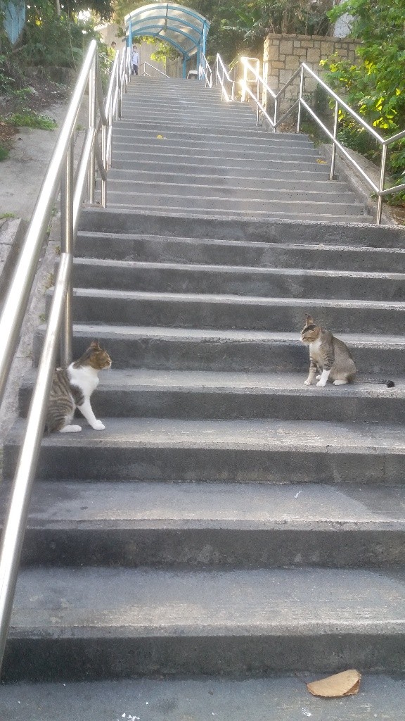 有車位可養動物 - 美孚 - 住宅 (整間出租) - Homates 香港